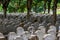 Rows of stone tombstones in a public cemetery