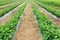 rows of strawberries in bloom on a farm nestled black film and straw.