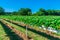 Rows of strawberries on English fruit farm