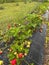 rows of strawberries in the garden, strawberries under the net, strawberry bushes on the beds lined with fabric