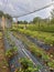 rows of strawberries in the garden, strawberries under the net, strawberry bushes on the beds lined with fabric