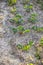 Rows of strawberries in the home garden in sandy soil at sunset