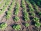 Rows of strawberry bushes.  Strawberry field.