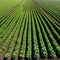 Rows of strawberry on ground covered by plastic mulch film Cultivation of berries and vegetables using mulching method