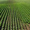 Rows of strawberry on ground covered by plastic mulch film Cultivation of berries and vegetables using mulching method