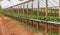 Rows of strawberry plants.