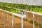 Rows of strawberry plants growing in  plant nursery. Greenhouses for strawberry plants on the field.