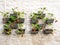 Rows of strawberry plants in a vertical garden hanging on a wall