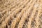 Rows of stubble harvested field