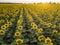 Rows of sunflowers in the evening