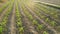 Rows of sunlit young corn plants on a field