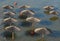 Rows of the sunshade in the water