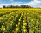 Rows of Sunshine - Huge Sunflower Field
