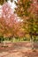 Rows of sweet gum trees in autumn