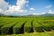 Rows of tea trees in the Chinese tea farm. Beautiful landscape o