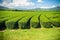 Rows of tea trees in the Chinese tea farm. Beautiful landscape o