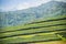 Rows of tea trees in the valley at Chinese tea farm. Beautiful green tea field in the valley under blue sky and white cloud. Peace