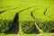 Rows of tea trees in the valley at Chinese tea farm. Beautiful green tea field in the valley under blue sky and white cloud. Peace