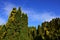 Rows of Thuja trees overgrown with yellow leaves of climbing vine plant during fall season, blue skies with sparse clouds in backg