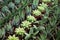 Rows of tiny Haworthia, Little Warty and aloe plants