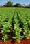 Rows of Tobacco plantation in Vinales, Cuba