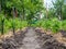 Rows of tomato bushes tied to pegs and straw mulched