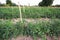 Rows of tomato plants