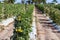 Rows Of Tomato Plants On A Farm