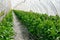 Rows of tomato plants in a greenhouse