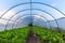 Rows of tomato plants growing inside the green house.