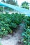 The rows of tomato seedlings home-grown produce