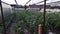 Rows of tomatoes ripening in a dutch greenhouse