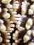Rows of Tooth Like Shapes on Macro of Pincushion Starfish