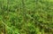 Rows of tree branches support young tomato plants.