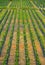 Rows of tree at the nursery plantation