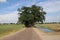 Rows of trees along the Lierderholthuisweg road in the middle of meadows in Wijhe, the Netherlands