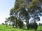 Rows of trees at Ciwidey Tea Plantation