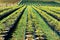 Rows of trees at farm