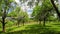 Rows of trees in a green orchard