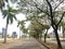 rows of trees in industrial environments