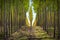 Rows of trees on an Oregon tree farm