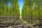 Rows of trees on an Oregon tree farm