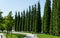 Rows of trimmed Thuja plicata Western red cedar shaped in the form of cypress in city park Krasnodar or landscape Galitsky park