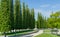 Rows of trimmed Thuja plicata Western red cedar shaped in the form of cypress in city park Krasnodar or landscape Galitsky park