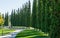 Rows of trimmed Thuja plicata Western red cedar shaped in the form of cypress in public city park Krasnodar