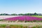 Rows of tulip flowers