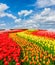 Rows of tulip flowers