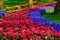 Rows of tulips and muscari hyacinths at Keukenhof Gardens, Lisse, South Holland. Photographed in HDR high dynamic range.