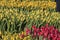 Rows Of Tulips At The National Tulip Day At Amsterdam The Netherlands 23-1-2023