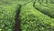 Rows of Turkish black tea plantations cultivated on a field